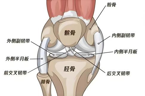 5.27“我愛(ài)膝”特別企劃    ——膝關(guān)節(jié)磁共振：為您的“人體軸承”做一次高清體檢